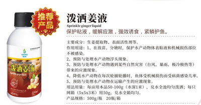 泼洒姜液