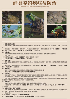 蛙类养殖疾病与防治