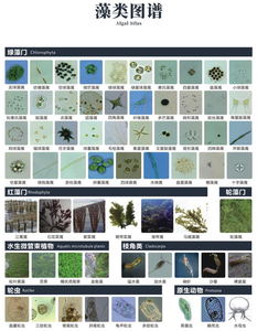藻类图谱
