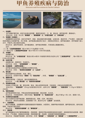 甲鱼养殖疾病与防治